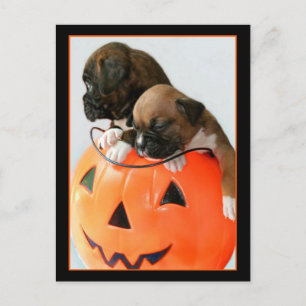 Halloween Boxer cachorros postal
