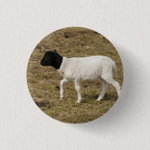 HAMbWG - Botón cuadrado - Oveja de cabeza negra