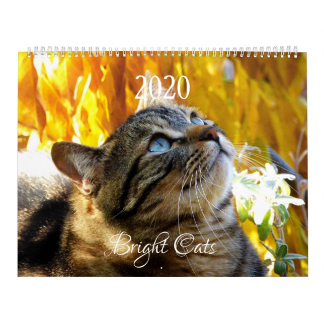 HAMbWG - Calendario de Gatos Brillantes (Tapa)