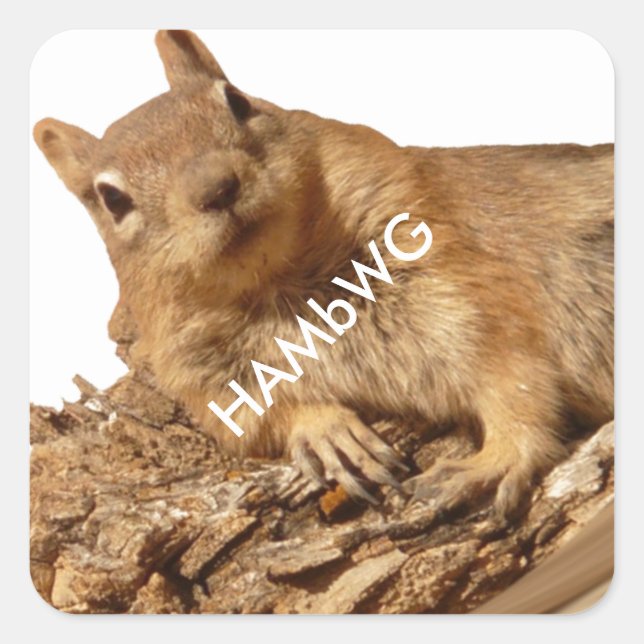 HAMbWG - Pegatinas - Logotipo blanco de ardilla (Anverso)