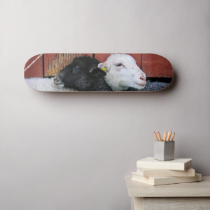 HAMbWG Skateboard de ovejas blancas negras