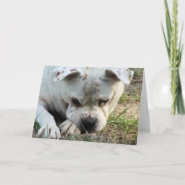 HAMbWG - Tarjeta de saludo - Triste Doggy