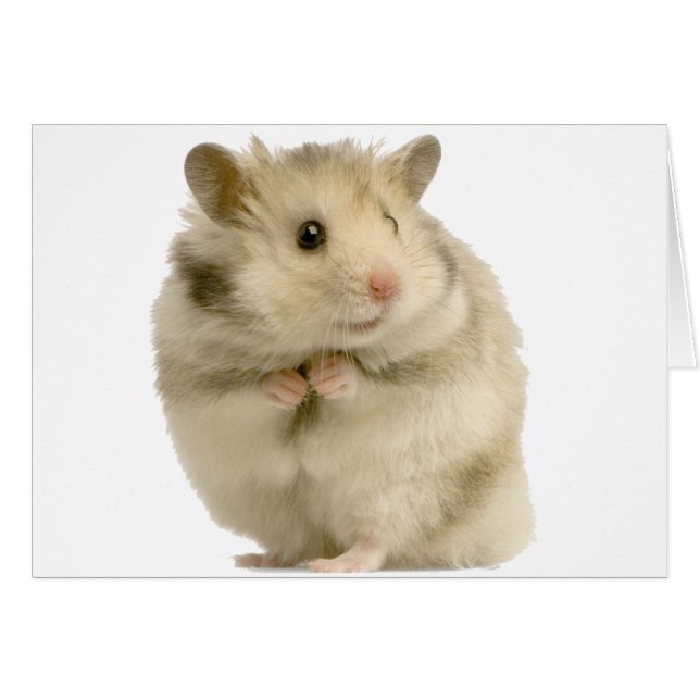 Hamster (Anverso (Horizontal))