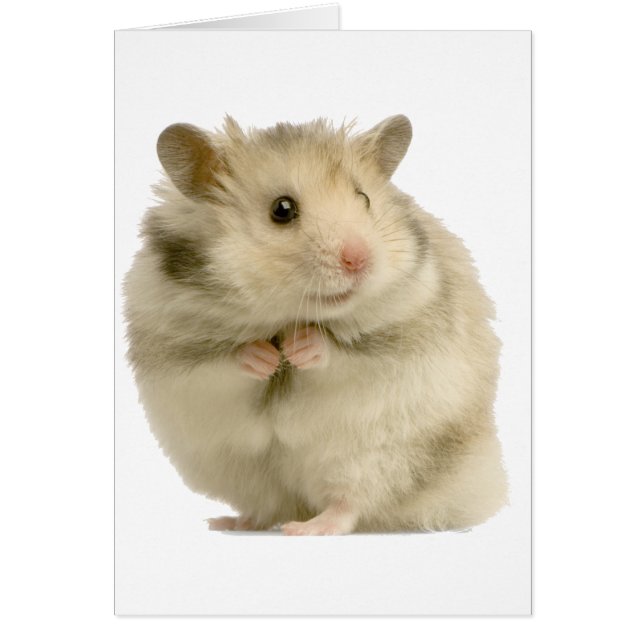 Hamster (Frente)