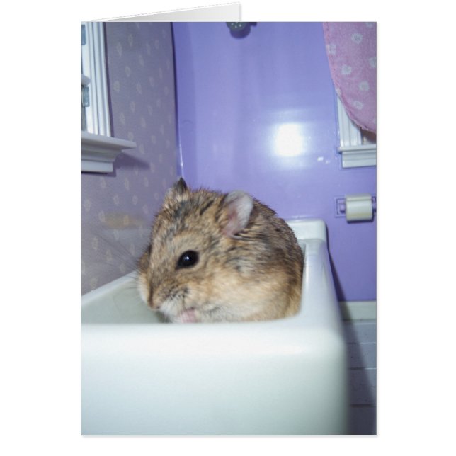 Hamster Bath (Frente)
