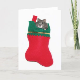 Hámster en el almacenamiento del navidad