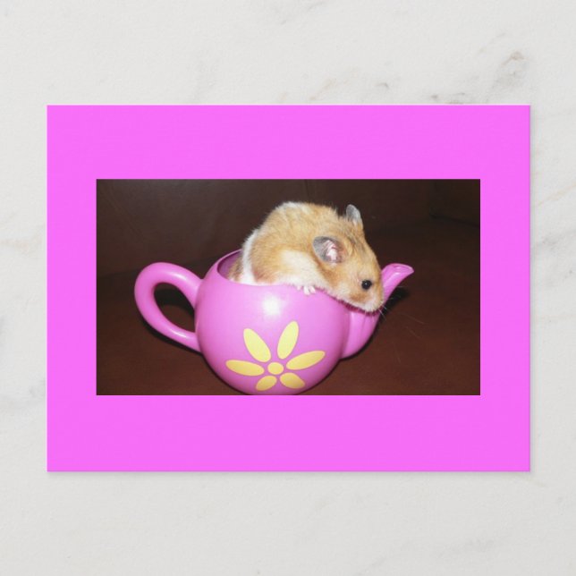Hámster en la tarjeta postal de foto de una olla d (Anverso)
