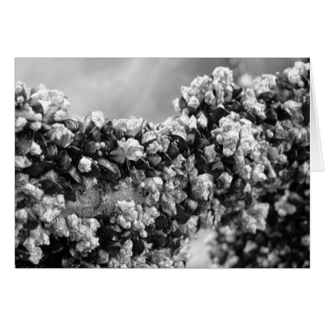 Hang On (Anverso (Horizontal))