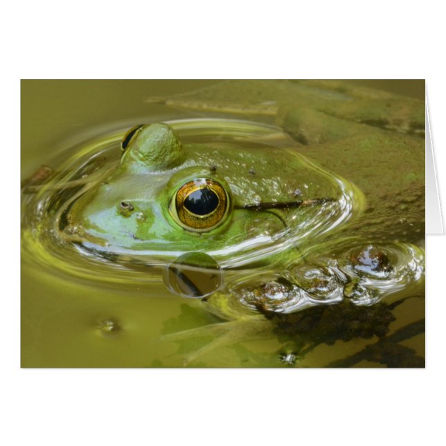 Hangin en la piscina (Anverso (Horizontal))