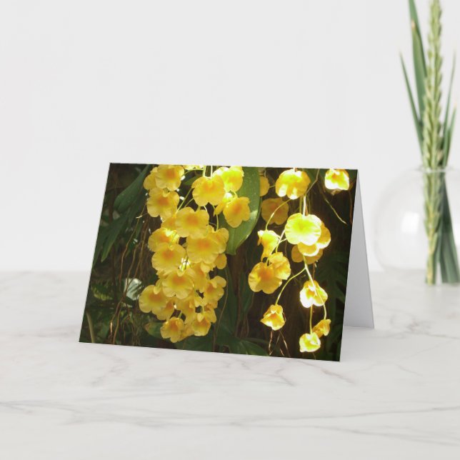 Hanging Yellow Orchids Tropical Flowers (Anverso)