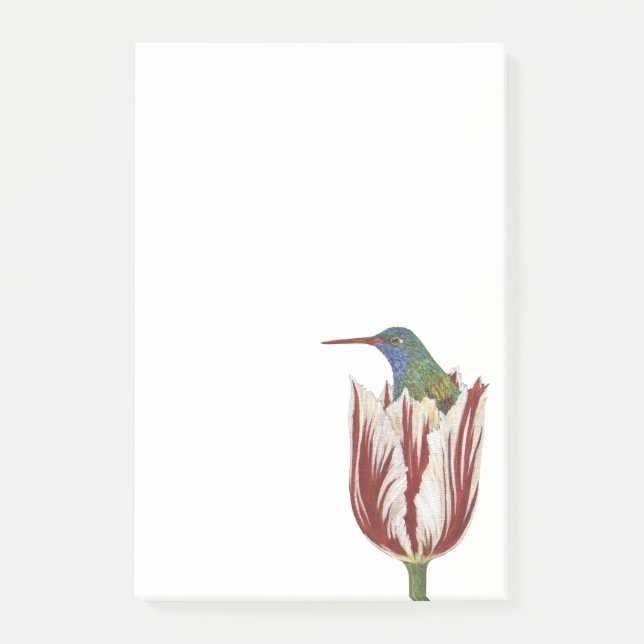 Hans el colibrí en una almohadilla de notas de tul (Anverso)