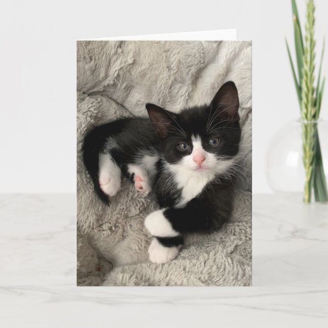 Happiness Kitten Blank Tarjeta plegada (Anverso)