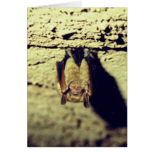 Happy Halloween Bat Card