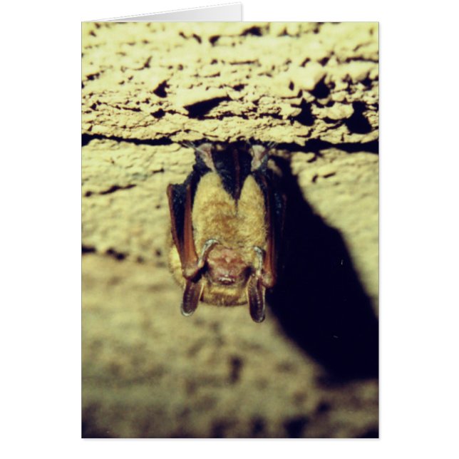 Happy Halloween Bat Card (Frente)