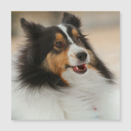 Happy Shelty