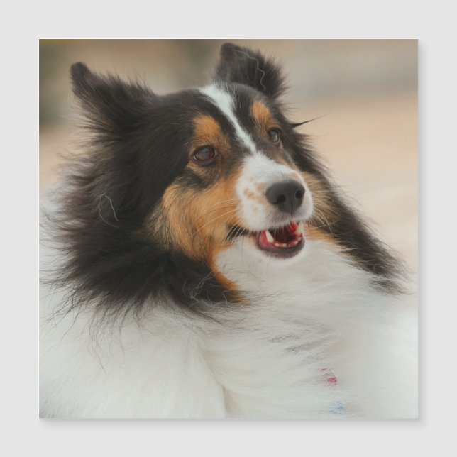 Happy Shelty (Anverso)