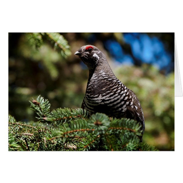 Happy Spruce Grouse (Anverso (Horizontal))