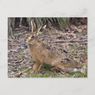 Hare Today, se fue mañana postal