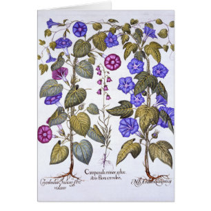 Harebell y Convovulus