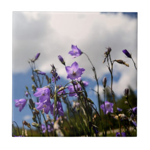Harebells en la teja de Sandias