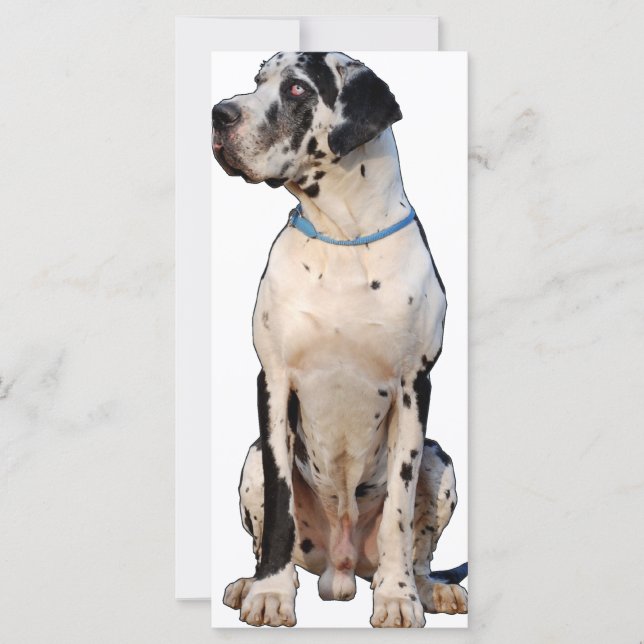 Harlekin Great Dane (Anverso)