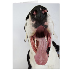 Harlequin Great Dane con boca abierta, de cerca,