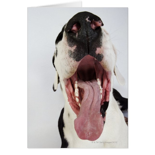 Harlequin Great Dane con boca abierta, de cerca, (Frente)