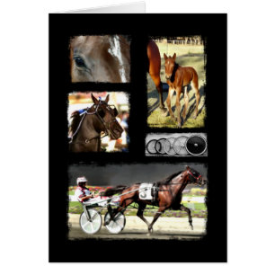 Harness Carreras Sport