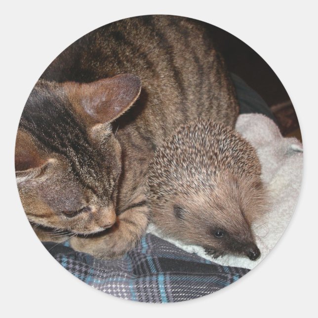 Harold el pegatina del erizo (Anverso)