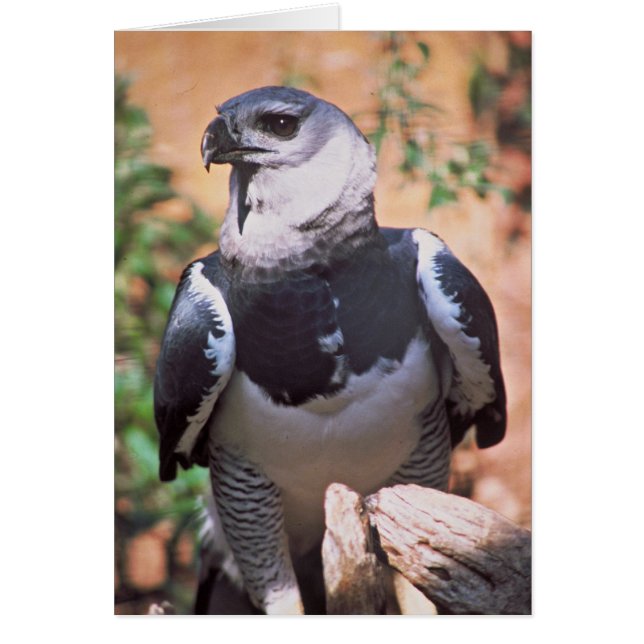 Harpey Eagle (Frente)