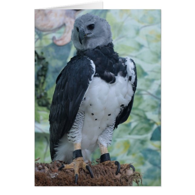 Harpy Eagle (Frente)