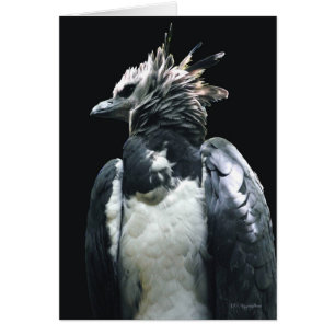 Harpy Eagle
