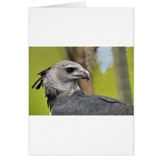 Harpy Eagle 1.JPG (Frente)