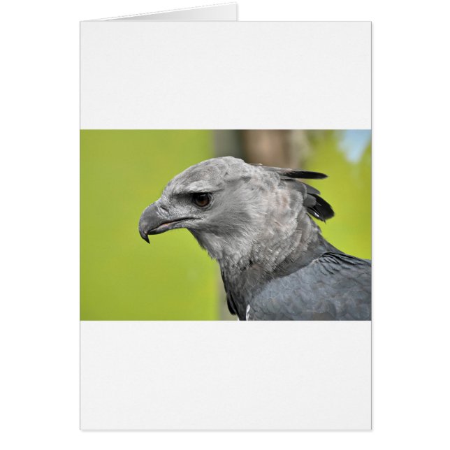 Harpy Eagle 2.JPG (Frente)