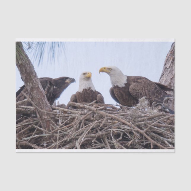 Harriet, papel seda M y E9 (Anverso)