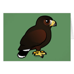 Harris Hawk
