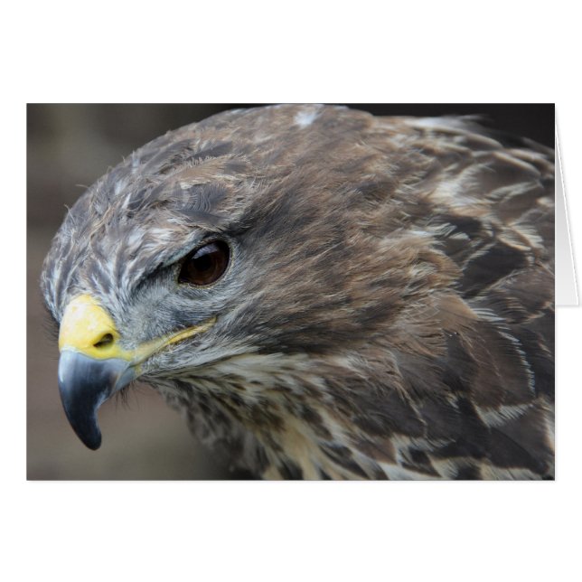 Harris Hawk (Anverso (Horizontal))