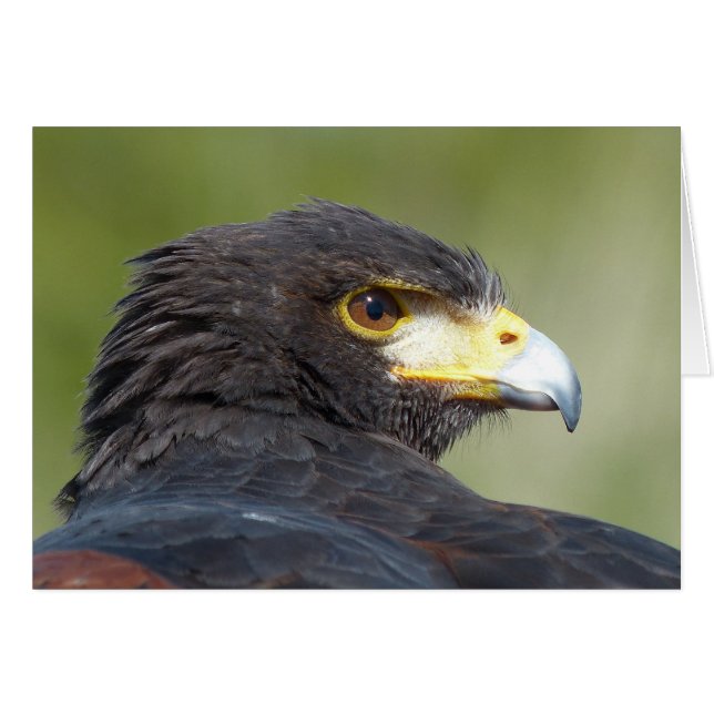 Harris Hawk (Anverso (Horizontal))