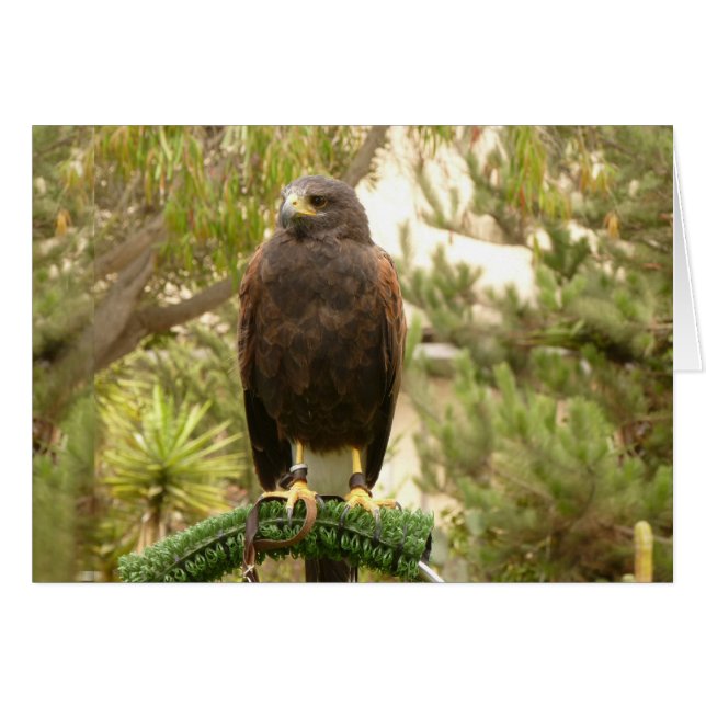 Harris Hawk (Anverso (Horizontal))