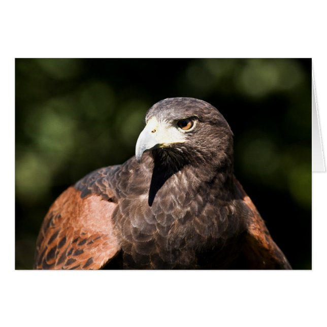 Harris Hawk (Anverso (Horizontal))