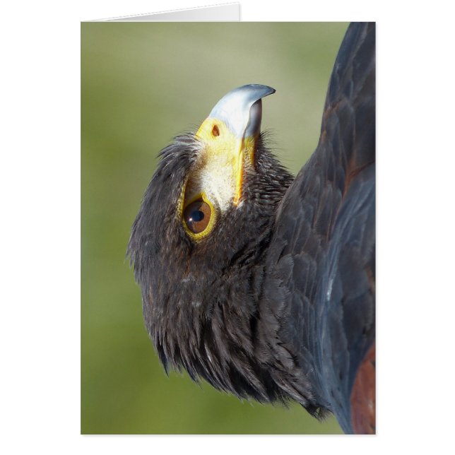 Harris Hawk (Frente)