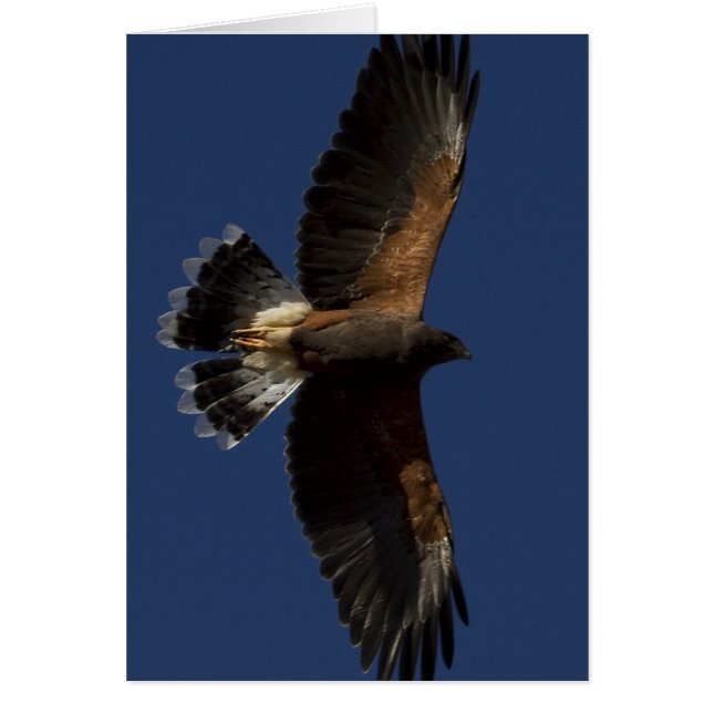 Harris Hawk 5 (Frente)