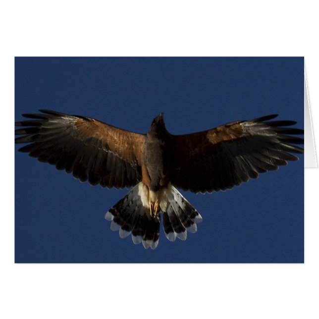 Harris Hawk 7 (Anverso (Horizontal))