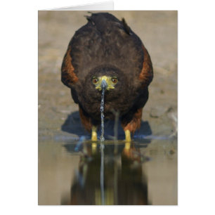 Harris Hawk el unicinctus de Parabuteo