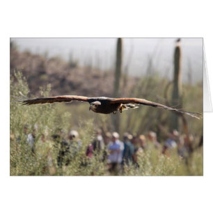Harris Hawk en vuelo