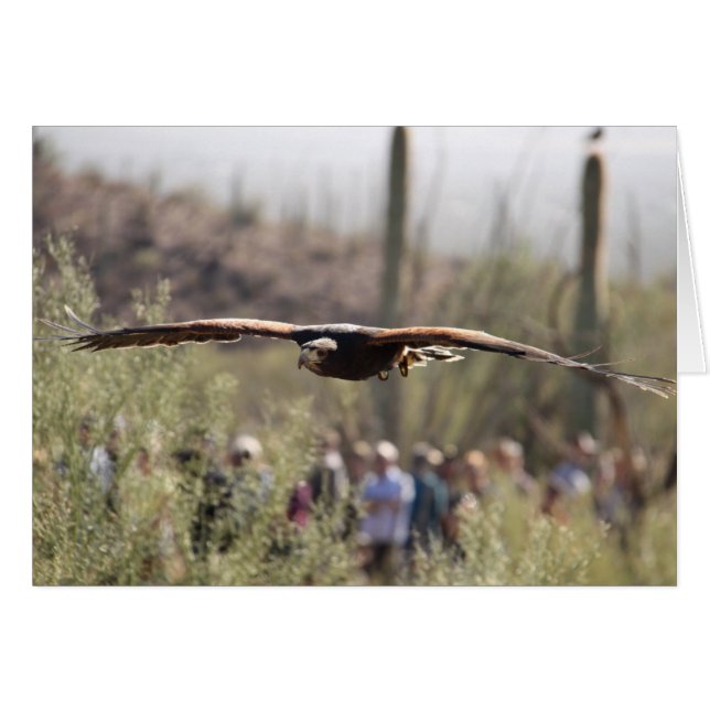 Harris Hawk en vuelo (Anverso (Horizontal))