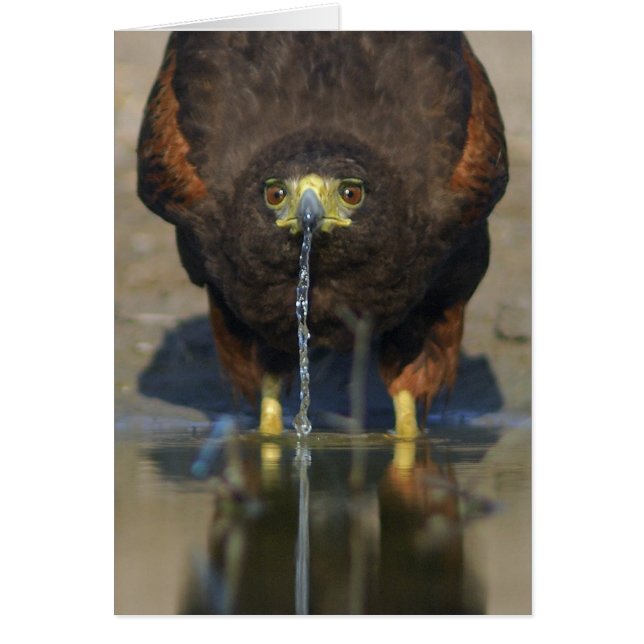 Harris Hawk Parabuteo unicinctus (Frente)