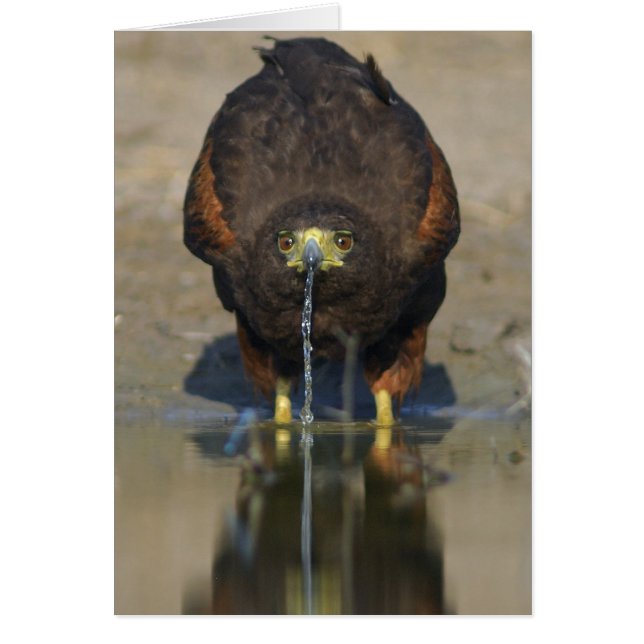 Harris Hawk Parabuteo unicinctus (Frente)