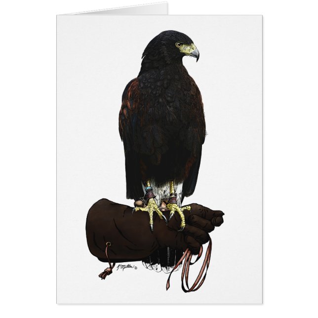 Harris Hawk sobre Glove (Frente)