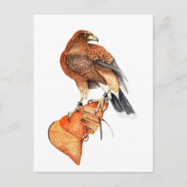Harris hawk sobre la tarjeta postal Glove